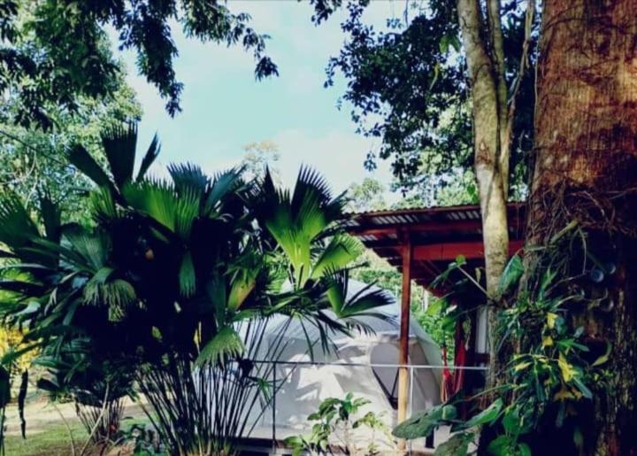 Glamping Naioth Daire Guápiles Dış mekan fotoğraf