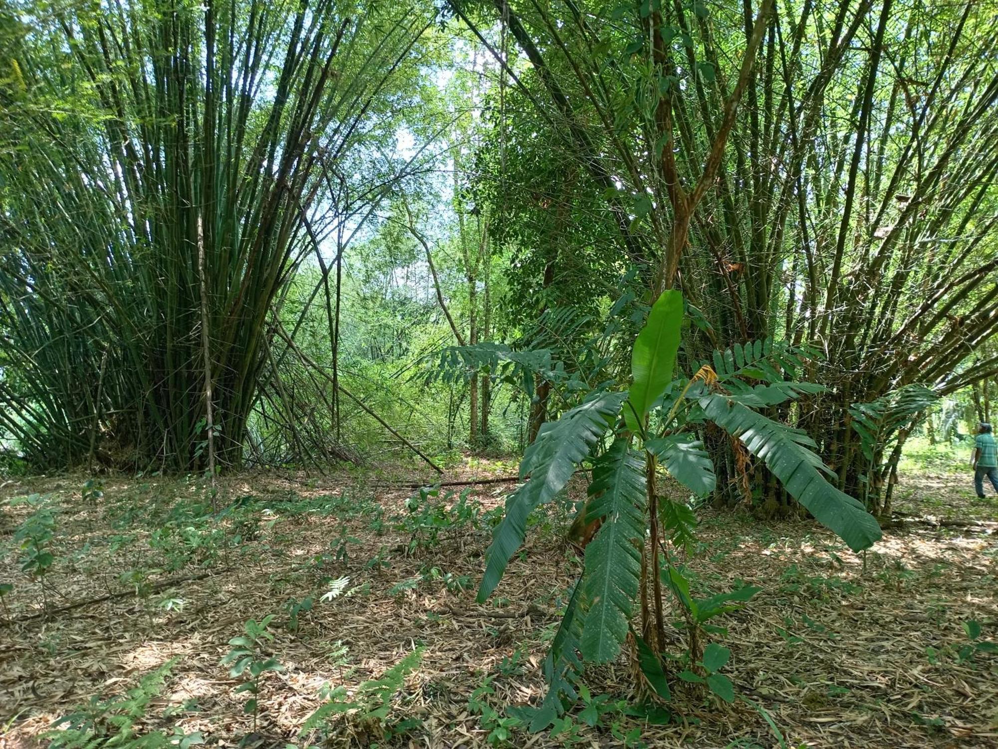 Glamping Naioth Daire Guápiles Oda fotoğraf